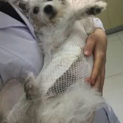 上海市农业科学院动物（宠物）医院:上海城区闵行区虹桥火车站/国展中心附近