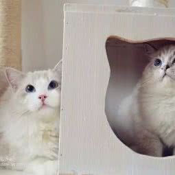 果儿宠物家庭寄养:上海城区闵行区唐湾镇/曹行镇附近