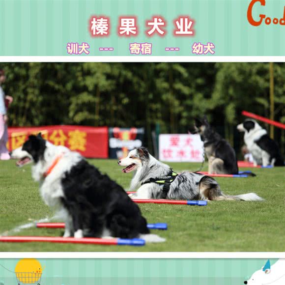 榛果犬业-宠物训练寄养学校:上海城区闵行区唐湾镇/曹行镇附近