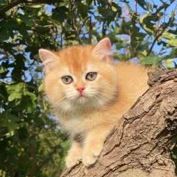 JAVA猫舍(强佑店):北京城区海淀区清河附近