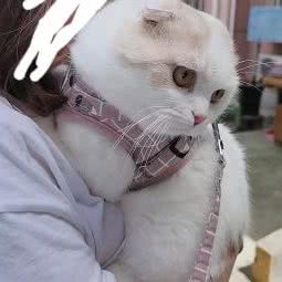 可可喵宠物工作室:上海城区闵行区唐湾镇/曹行镇附近