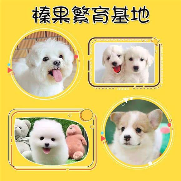 榛果犬业·专业柴犬柯基西高地全犬种犬舍:上海城区闵行区唐湾镇/曹行镇附近