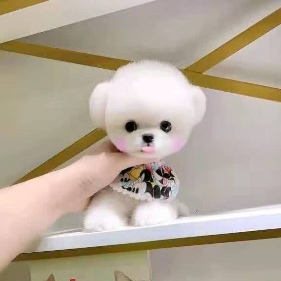 喵旺派宠物店:北京城区海淀区清河附近