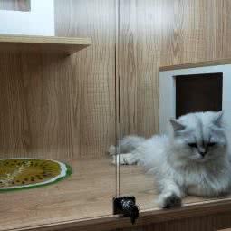 小刘家猫咪寄养:上海城区闵行区北翟路附近