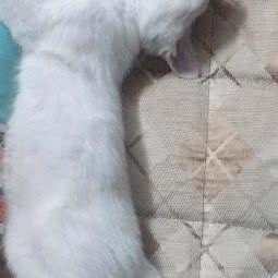 紫沫宠物:上海城区宝山区宝山城区/吴淞附近