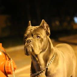 犬舍卖狗买狗养殖场:上海城区宝山区宝山城区/吴淞附近