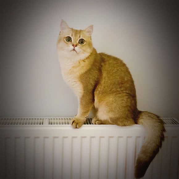 喵旺星宠物店:上海城区宝山区庙行/共康附近