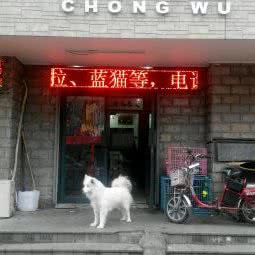 哈哈宠物(呼玛路店):上海城区宝山区庙行/共康附近