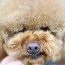 艾唯宠物:上海城区宝山区庙行/共康附近