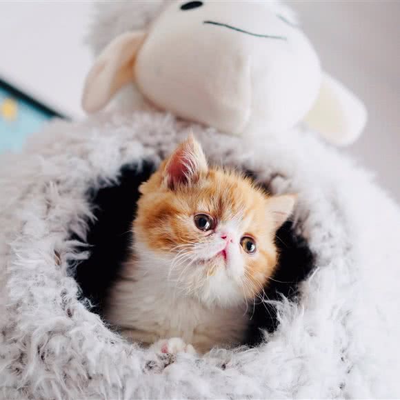 Yuppie 优培良猫寄养CFA猫舍:上海城区宝山区庙行/共康附近