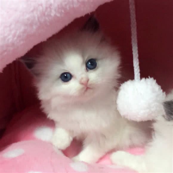 MeoWorld&CFA布偶宠物猫舍:上海城区宝山区庙行/共康附近