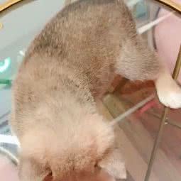 COCO家养柯基柴犬宠物狗售卖:上海城区宝山区通河/泗塘附近