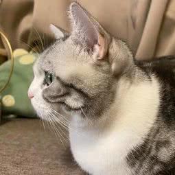 爱它宠物之家:上海城区宝山区通河/泗塘附近