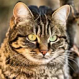 罗威那宠物店:上海城区宝山区通河/泗塘附近