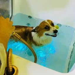 憨憨熊宠物店:北京城区海淀区上地附近