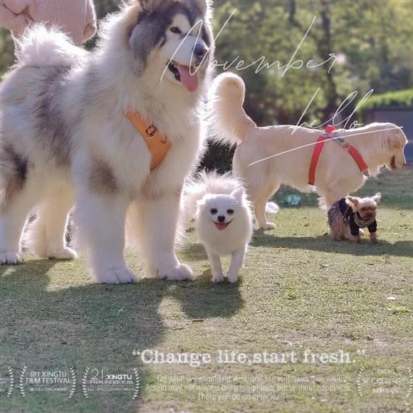 ok家宠物寄养(乐园店):上海城区宝山区顾村公园附近