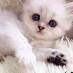 桃乐丝猫屋:上海城区宝山区顾村公园附近