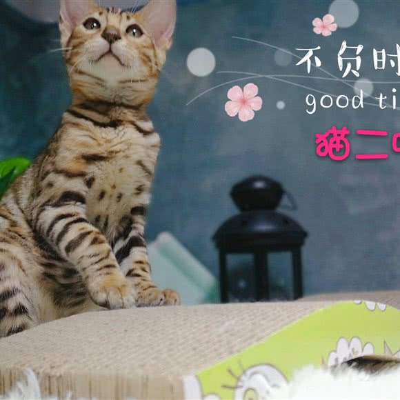 猫二哩猫舍:上海城区宝山区顾村公园附近