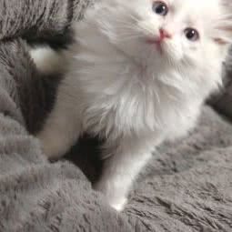 薄荷酱布偶猫舍:上海城区宝山区淞滨地区附近