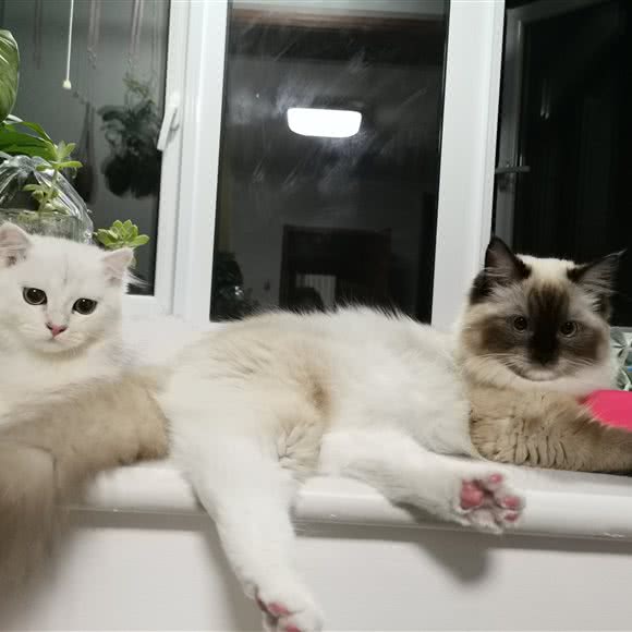 JAVA爪哇猫舍(怡美店):北京城区海淀区上地附近