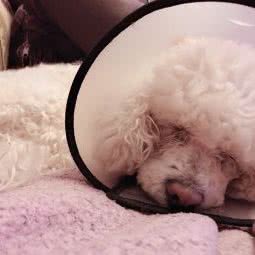 宠me宠物生活馆(恒高路店):上海城区宝山区高境附近