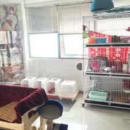 猫精灵寄护工作室:上海城区宝山区高境附近