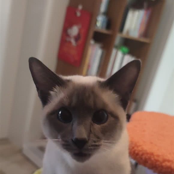 大象宠物:上海城区宝山区高境附近