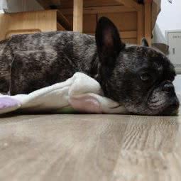 萌宠时代-宠物生活馆:上海城区宝山区高境附近