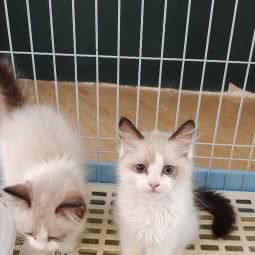 米果猫狗萌宠专售宠物店:上海城区宝山区高境附近