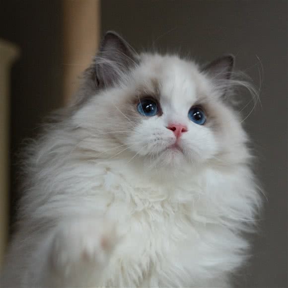 Qian Doll布偶猫舍工作室:上海城区宝山区高境附近