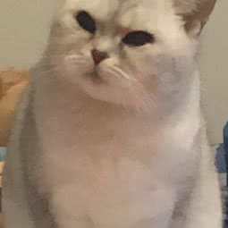 起司宠物:上海城区宝山区月浦镇附近