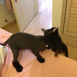 吴胖胖宠物美容工作室:上海城区宝山区月浦镇附近