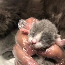 Working cat打工猫猫舍:上海城区宝山区月浦镇附近