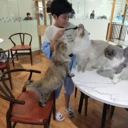 喵姥爷撸猫馆(宝龙广场店):上海城区宝山区美兰湖附近