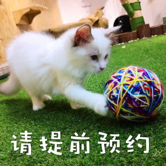 猫村人偶猫舍·猫咪寄养:上海城区宝山区美兰湖附近