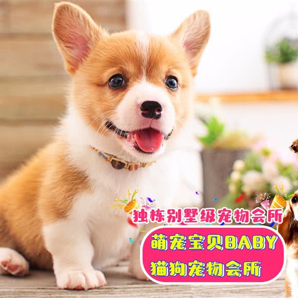 萌宠宝贝猫狗活体购宠会所(宝山店):上海城区宝山区美兰湖附近