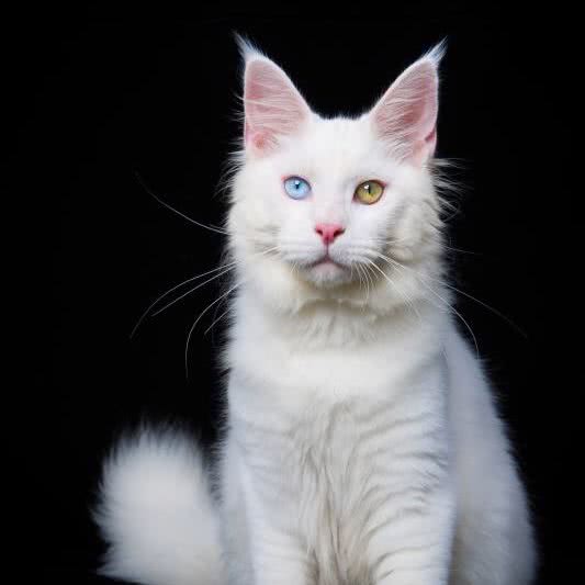 亲亲猫舍:上海城区宝山区美兰湖附近