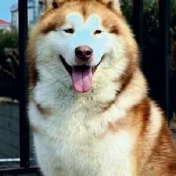 宠物寄养俱乐部:北京城区东城区崇文门附近