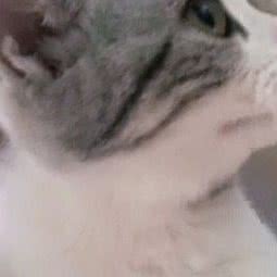 宠宠Zoo猫舍:上海城区宝山区美兰湖附近