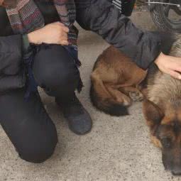 康康德牧犬舍:上海城区宝山区美兰湖附近