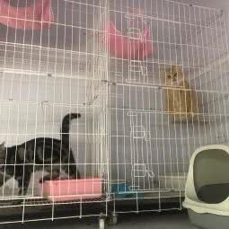 囡囡の猫窝:上海城区宝山区上海大学附近