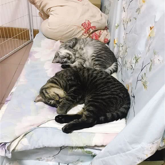 酷琪宠物洋房(西直门店):北京城区海淀区北下关附近