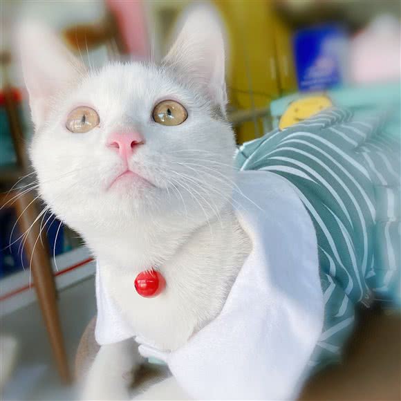 mr.P 猫咪洗护店:上海城区宝山区上海大学附近