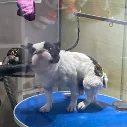 善恩宠物狗:上海城区宝山区上海大学附近