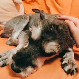 酷纳宠物:北京城区海淀区北下关附近