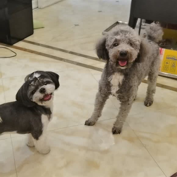 洋宝家庭式宠物寄养:上海城区宝山区上海大学附近