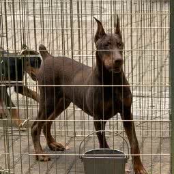 韦韦犬舍:上海城区宝山区上海大学附近