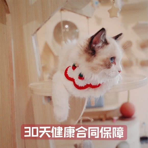 猫宁猫舍·购宠·撸猫·寄养:上海城区宝山区上海大学附近