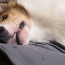 梦精灵宠物:上海城区宝山区淞南附近