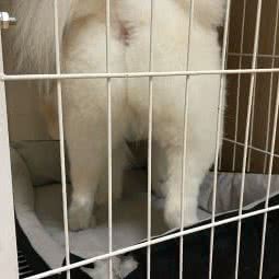 琳达宠物:上海城区宝山区淞南附近